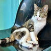 adoptable Cat in Hudson, NY named Maggie