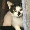 adoptable Cat in Hudson, NY named Makani