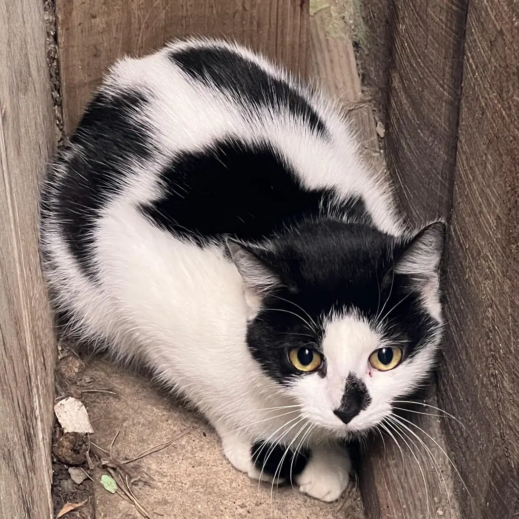 Makani - Domestic Short Hair