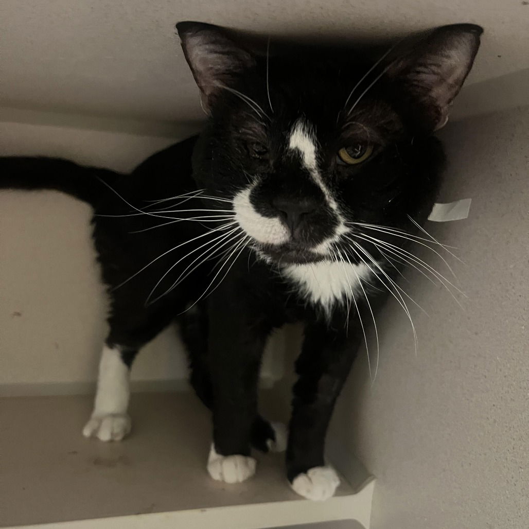 adoptable Cat in Hudson, NY named Pablo