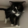 adoptable Cat in Hudson, NY named Pablo