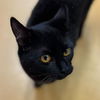 adoptable Cat in Hudson, NY named Peewee