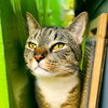 adoptable Cat in Hudson, NY named Piobar