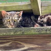adoptable Cat in Hudson, NY named Sammie