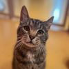 adoptable Cat in Hudson, NY named Sully