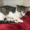 adoptable Cat in Hudson, NY named Tiki