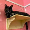adoptable Cat in Hudson, NY named Tilly
