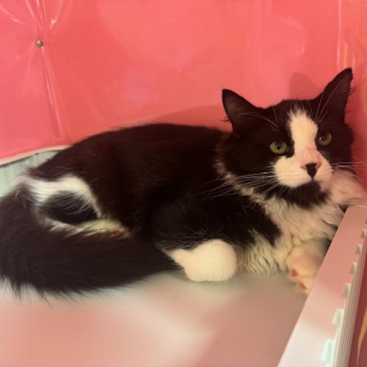 adoptable Cat in Hudson, NY named Pepper