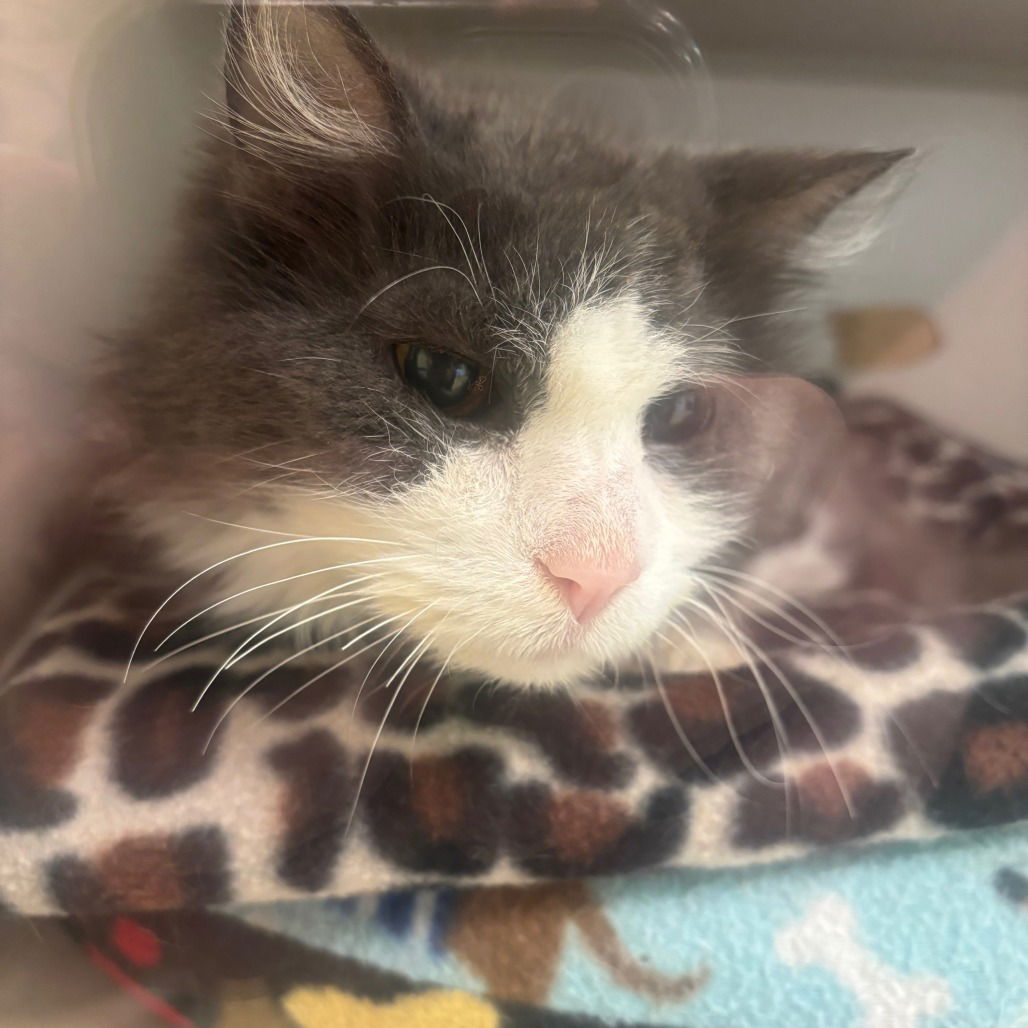 adoptable Cat in Hudson, NY named Cleo