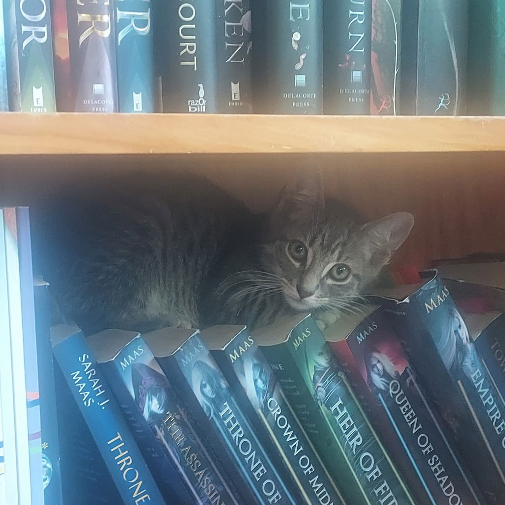 adoptable Cat in Hudson, NY named Chilly