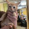 adoptable Cat in , NY named Carrot Top