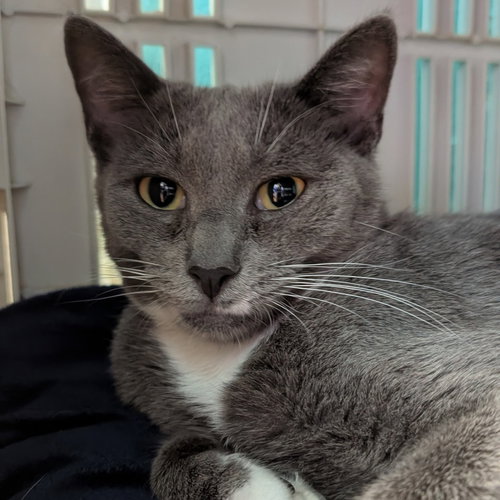 BUTTERFLY - Domestic Short Hair available for adoption