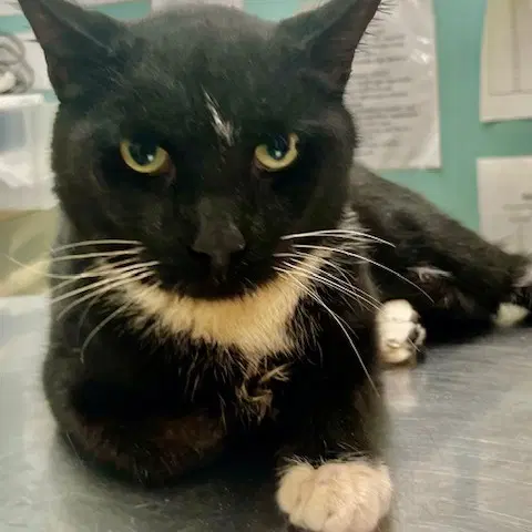 Louis - Domestic Short Hair