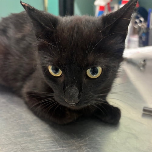 MAU-MAU - Domestic Short Hair available for adoption