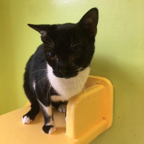 RUGBY - Domestic Short Hair available for adoption