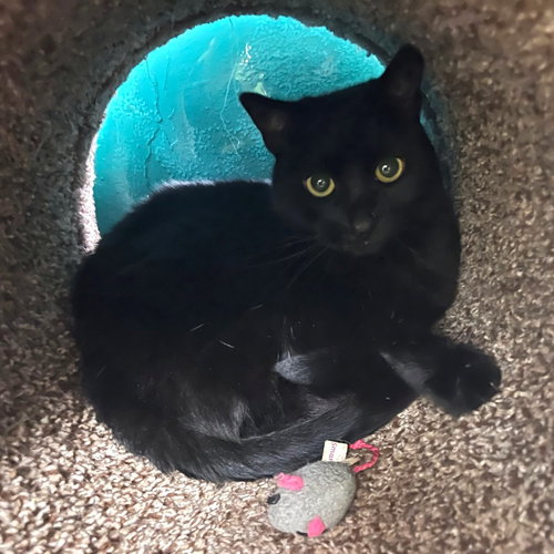 JENNY - Domestic Short Hair available for adoption