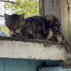 Benjamina - Photo 1