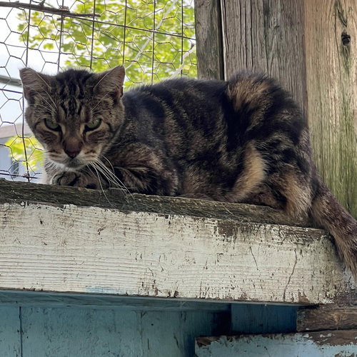 BENJAMINA - Domestic Short Hair available for adoption