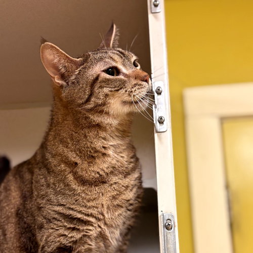 BOBBIE - Domestic Short Hair available for adoption