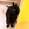 Buckley - Photo 1