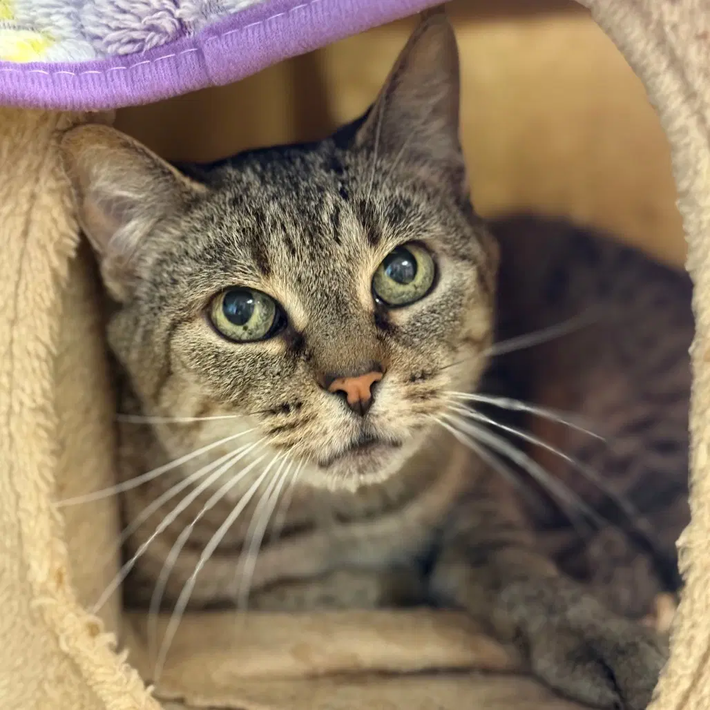 Cici - Domestic Short Hair