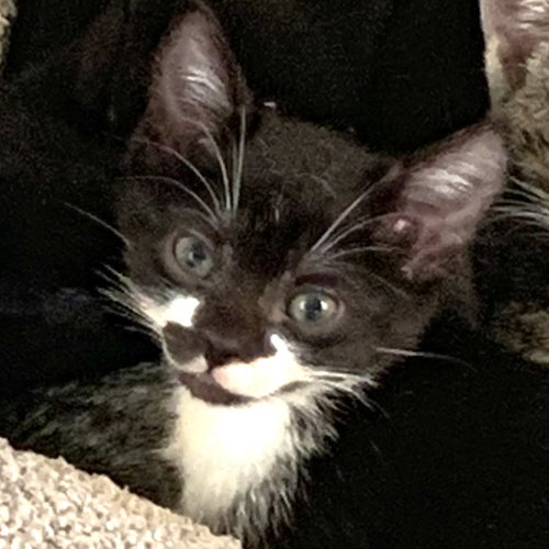ENOKI - Domestic Short Hair available for adoption