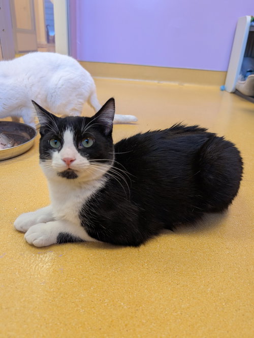 FIDGIT - Domestic Short Hair available for adoption