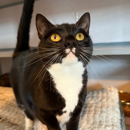 ROBBIE - Domestic Short Hair available for adoption