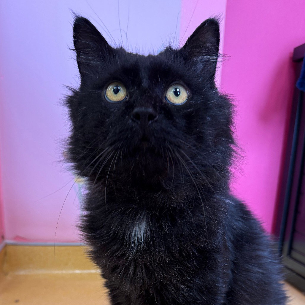 Simon Image