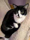 Twinkie - Photo 1