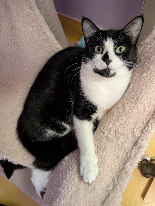 TWINKIE - Domestic Short Hair available for adoption