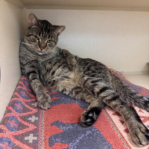 WILLS - Domestic Short Hair available for adoption