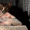 Trigger - Photo 1