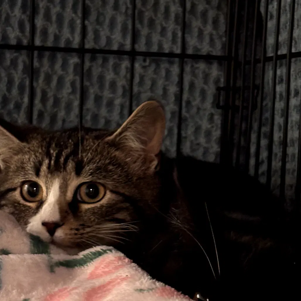 Trout - Domestic Short Hair