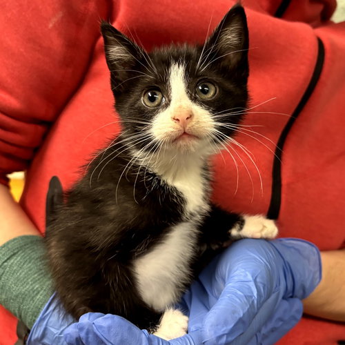 RHODES - Domestic Medium Hair available for adoption