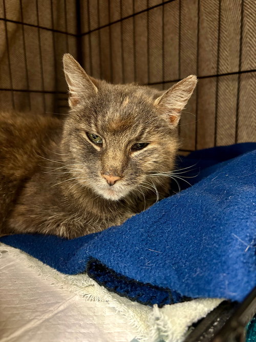FRANCESCA - Domestic Short Hair available for adoption