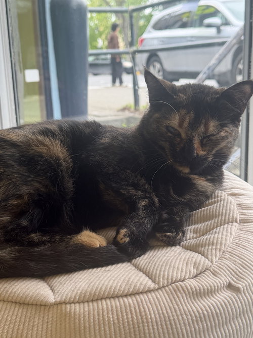 APPLE - Domestic Short Hair for adoption in Albany