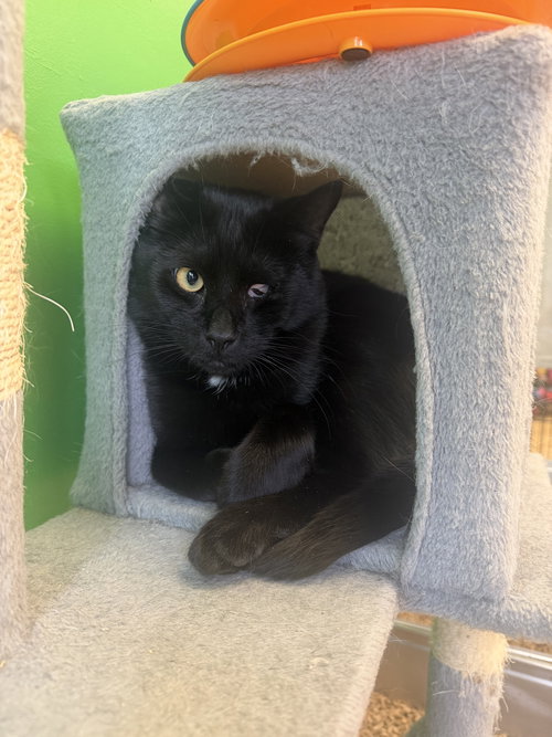 SQUASH - Domestic Short Hair for adoption in Albany