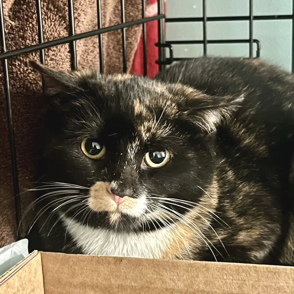 Cricket - Domestic Short Hair