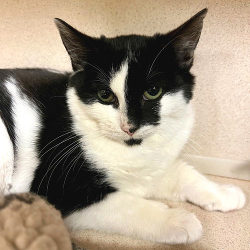 PAYTON - Domestic Short Hair available for adoption