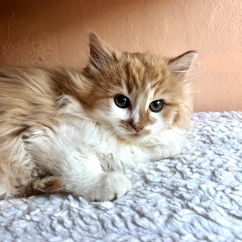 WILLIE - Domestic Long Hair available for adoption