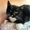 Waylon - Photo 1