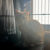 Popeye - Photo 1