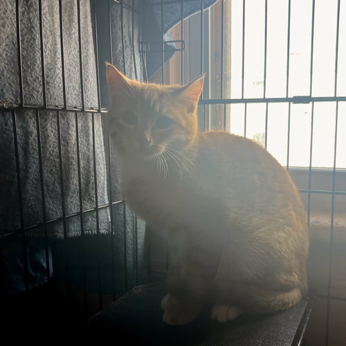 POPEYE - Domestic Short Hair available for adoption