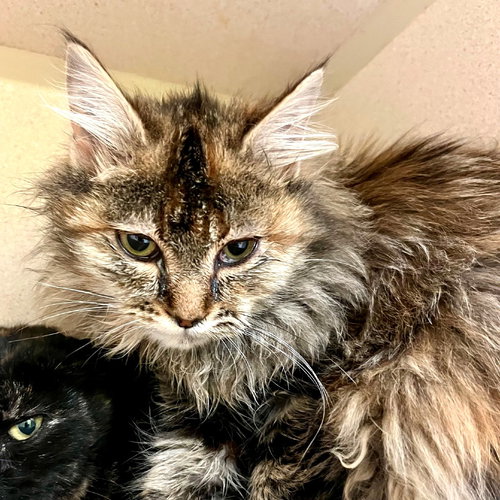 NUTMEG - Domestic Long Hair available for adoption