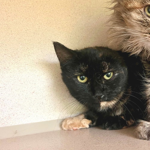CIDER - Domestic Short Hair available for adoption
