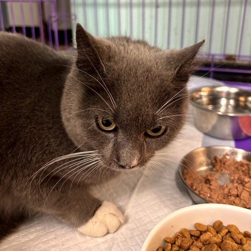 JUNO - Domestic Short Hair available for adoption