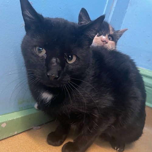 Mesa, Adult Domestic Short Hair (short coat), cat for adoption in Hudson, New York