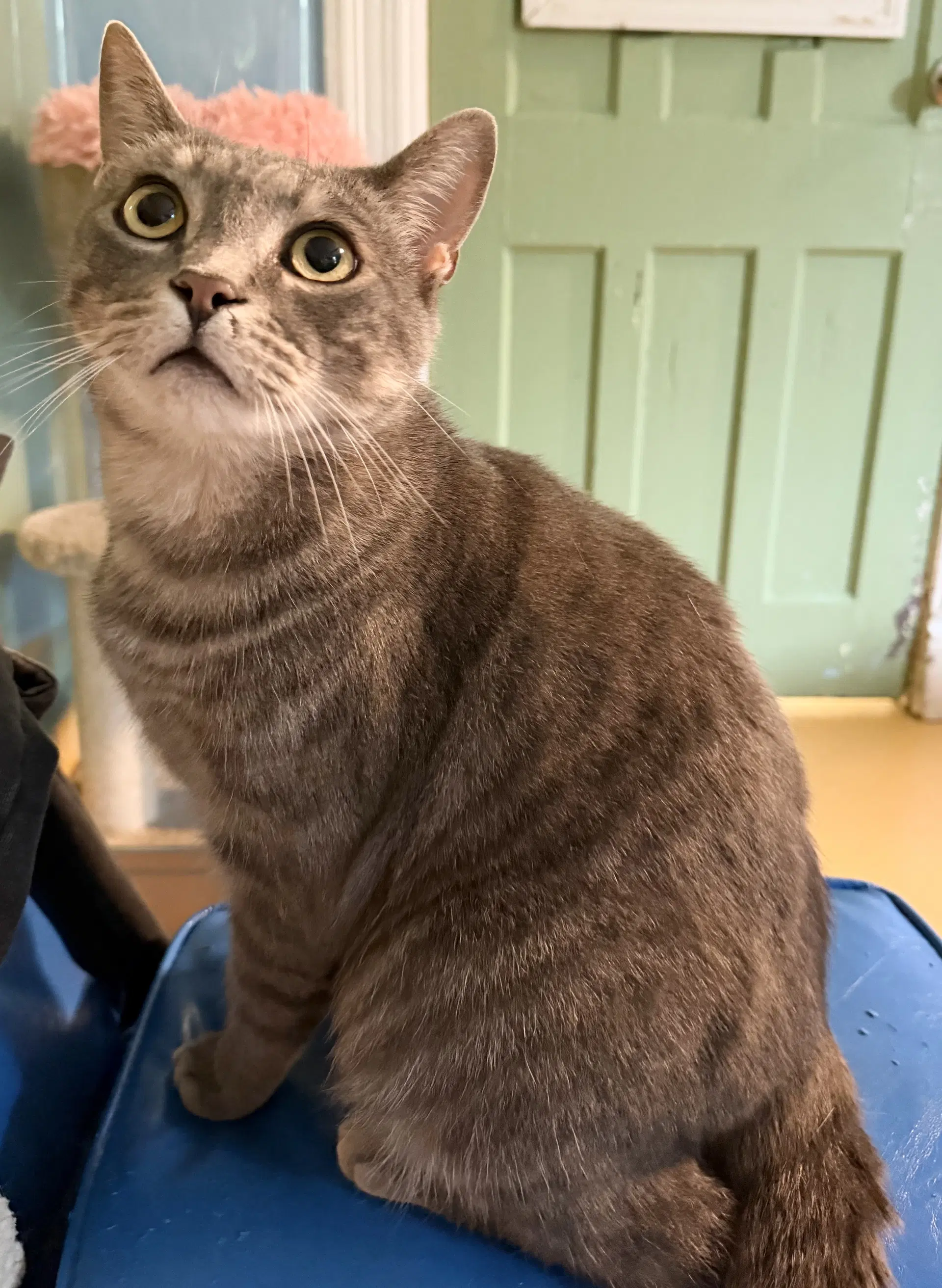 Beckett - Domestic Short Hair