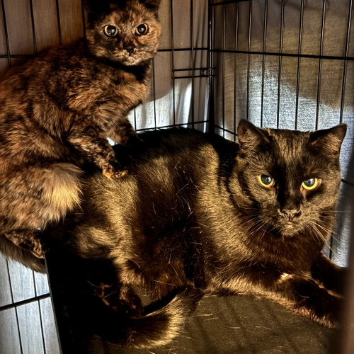 Edmond, Adult Domestic Short Hair (short coat), cat for adoption in Hudson, New York